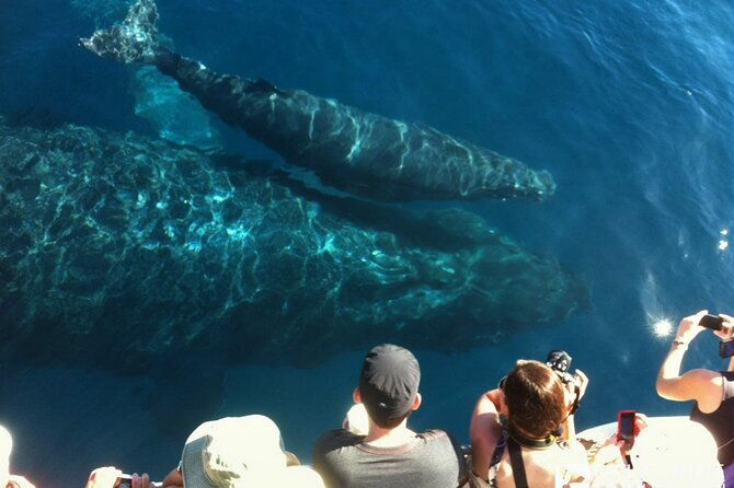 whalewatch-deluxe-tour-from-maalaea-harbor