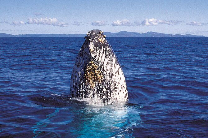 whalewatch-deluxe-tour-from-maalaea-harbor