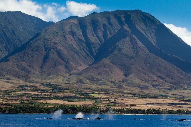 whalewatch-deluxe-tour-from-maalaea-harbor