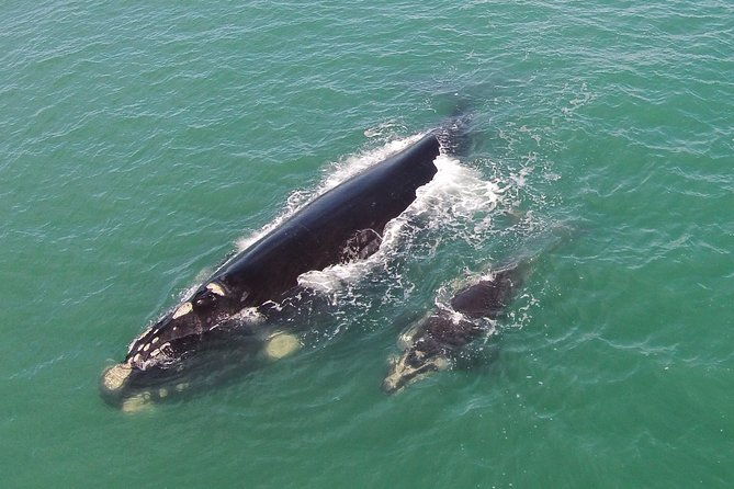 whaling-search-whale-watching-by-land
