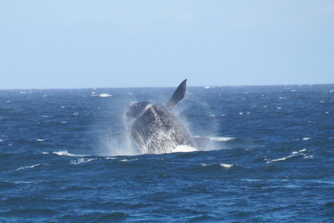whaling-search-whale-watching-by-land