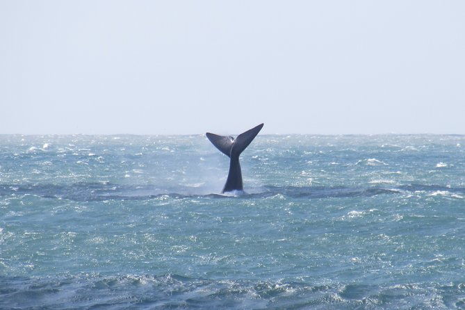 whaling-search-whale-watching-by-land