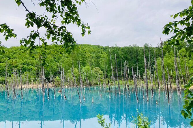 Wherever you want! 1-Day Private Tour from Sapporo to Furano more - Key Points