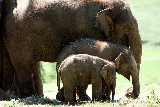 whipsnade-zoo-entry-ticket