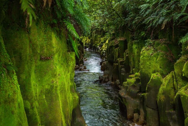Whirinaki Forest Footsteps Guided Walking tour - Exploring the Whirinaki Forest Footsteps Guided Walking Tour: An Authentic Nature & Culture Experience in New Zealand
