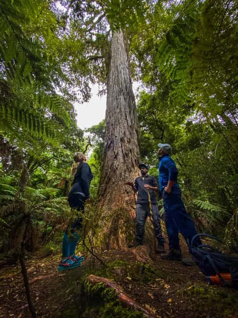 Whirinaki Forest Footsteps Guided Walking tour - Why This Tour Is Well Worth It