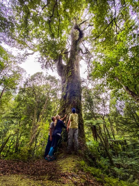 Whirinaki Forest Footsteps Guided Walking tour - Frequently Asked Questions