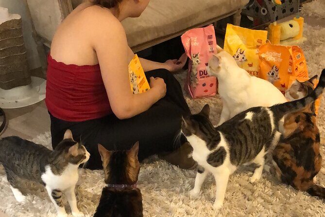 Whiskers & Coffee: Relax and Play with Adorable Cats - Relax and Play with Adorable Cats at Bilbao’s Whiskers & Coffee