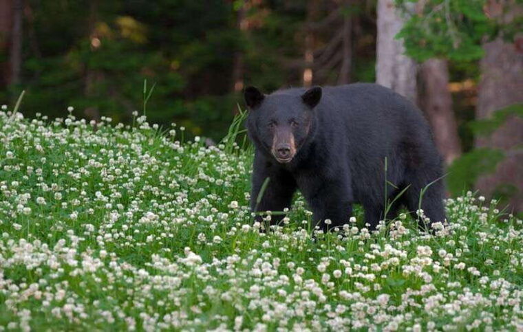 whistler-evening-with-the-bears-scenic-land-rover-tour