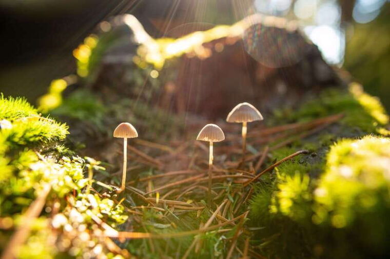 whistler-guided-wilderness-hike
