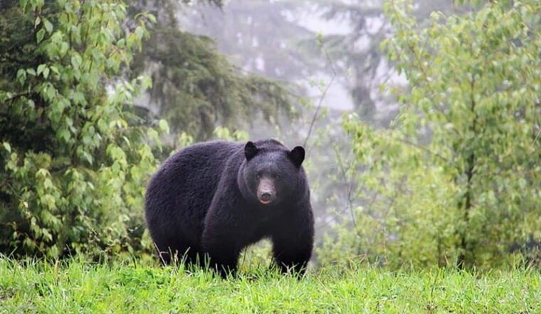 whistler-morning-with-the-bears-land-rover-scenic-tour