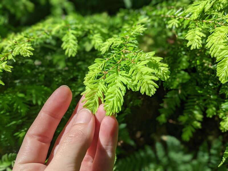 whistler-walking-tour-of-a-coastal-rainforest