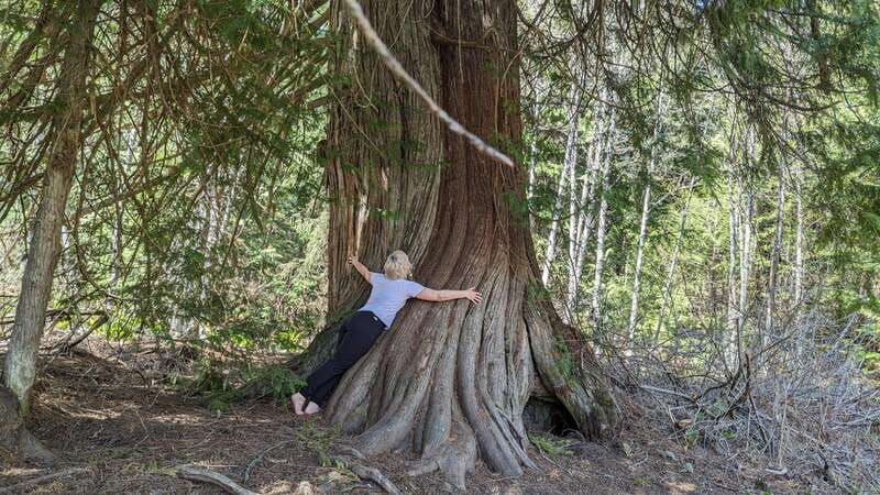 whistler-walking-tour-of-a-coastal-rainforest
