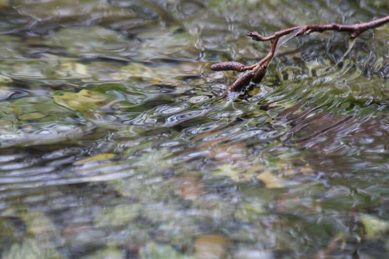 whistler-walking-tour-of-a-coastal-rainforest