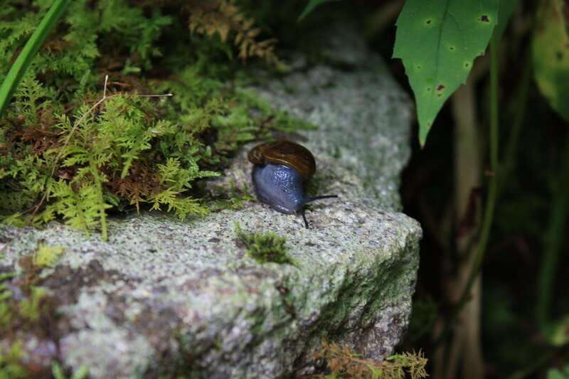 whistler-walking-tour-of-a-coastal-rainforest