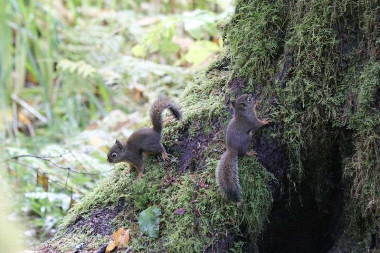 whistler-walking-tour-of-a-coastal-rainforest