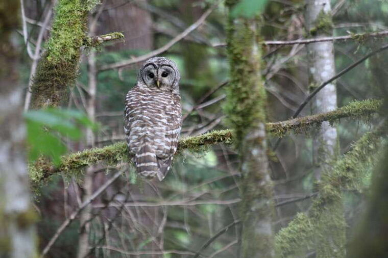 whistler-walking-tour-of-a-coastal-rainforest