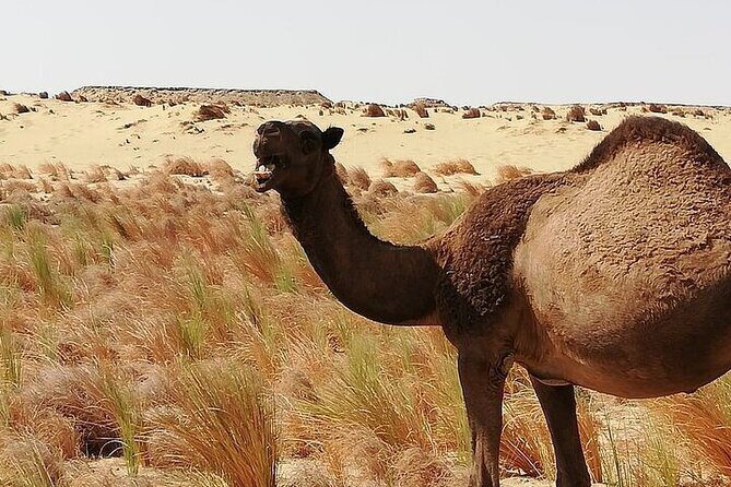 White and Black Desert in Egypt 2 days 1 Night unforgettable Trip - FAQ