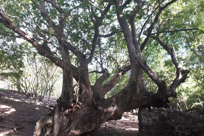 white-background-boat-tour