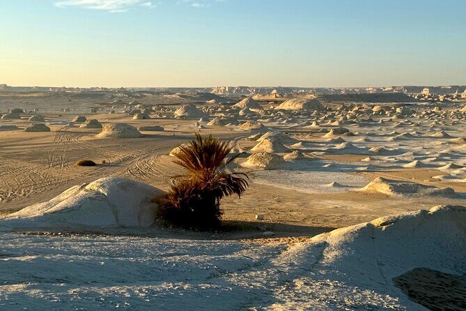 White Desert Awaits Ultimate Safari Adventure - Pricing and Value