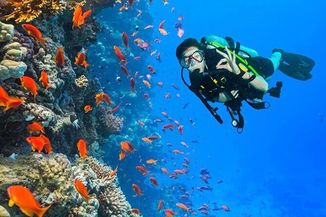 White Island & Ras Mohamed Boat Trip & Diving , lunch from Sharm - Key Points