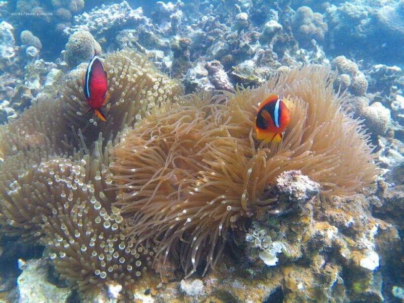 white-sand-island-snorkeling-and-kayaking