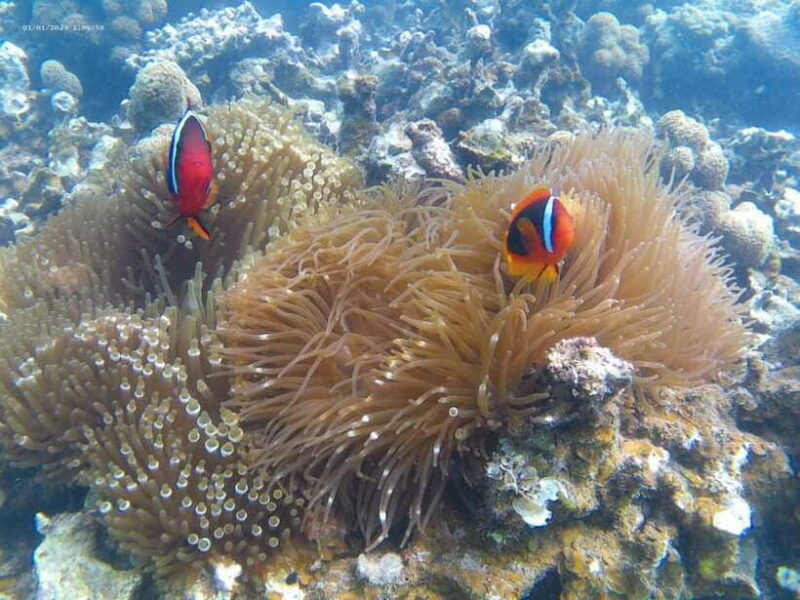 white-sand-island-snorkeling-and-kayaking