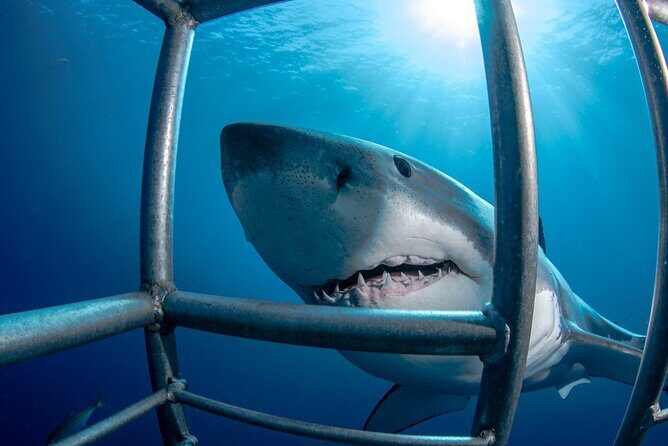 White Shark Cage Full Day Tour in Cape Town - Key Points  
