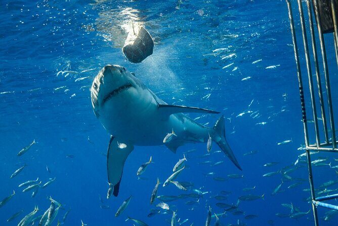 White Shark Cage Full Day Tour in Cape Town - The Itinerary: What to Expect from Dawn till Dusk  