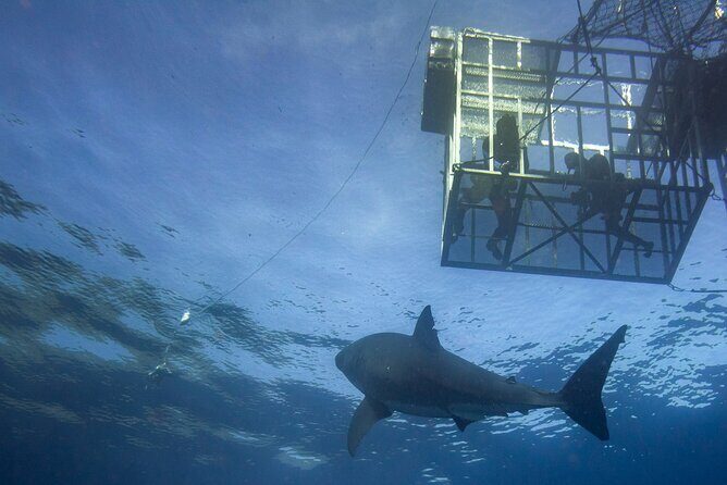 White Shark Cage Full Day Tour in Cape Town - The Value: Is It Worth It?  