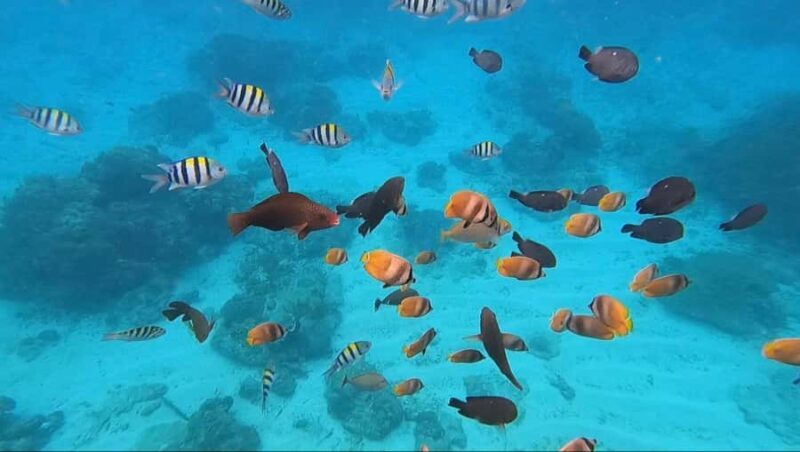 White Water Rafting with Blue Lagoon Snorkeling - Final Thoughts: Who Is This Tour For?