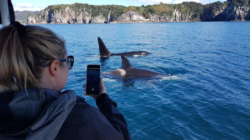 Whitianga: 2-Hour Cathedral Cove and Volcanic Coast Cruise - Wildlife Encounters
