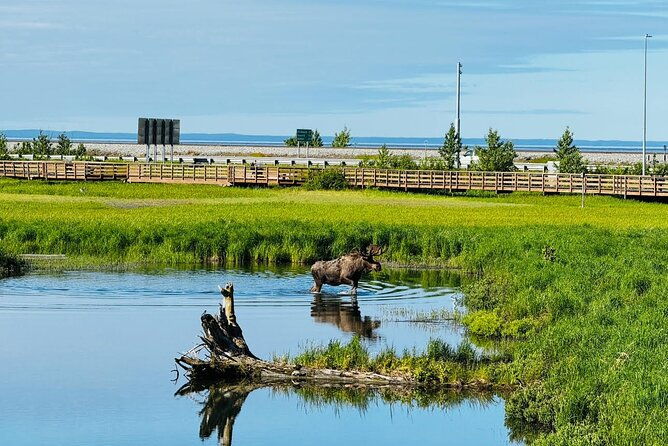 whittier-to-anchorage-land-transfer-tour-2
