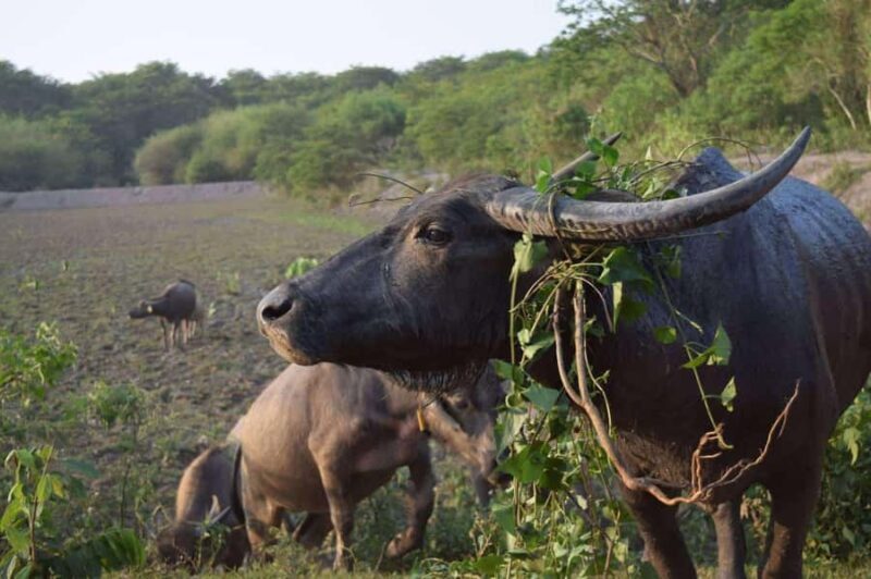 Wiang Nong Lom: Lanna Culture & Crafts Day Trip - Practical Details & What You Need to Know