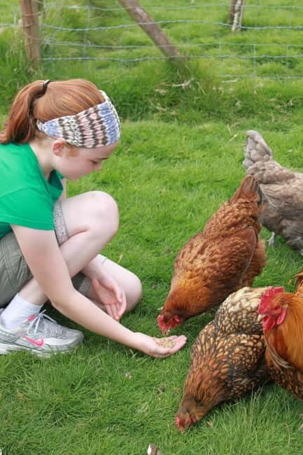 Wicklow: Greenan Farm, Museums & Maze with Animal Feeding - A Closer Look at What to Expect at Greenan Farm