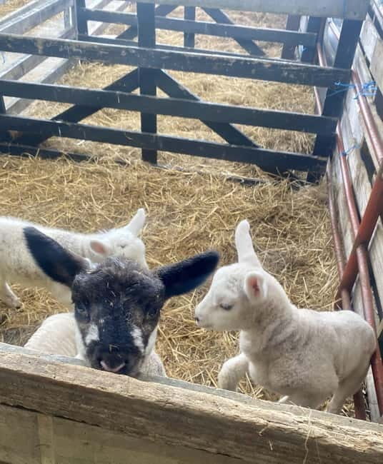 Wicklow: Greenan Farm, Museums & Maze with Animal Feeding - FAQ