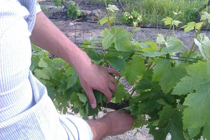 Wijntoer - Reserve tour with a winemaker! - A Closer Look at the Itinerary