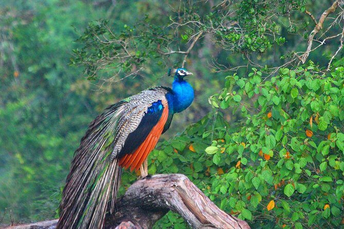 Wild Adventures Safari from Wilpattu - Who Will Love This Safari?