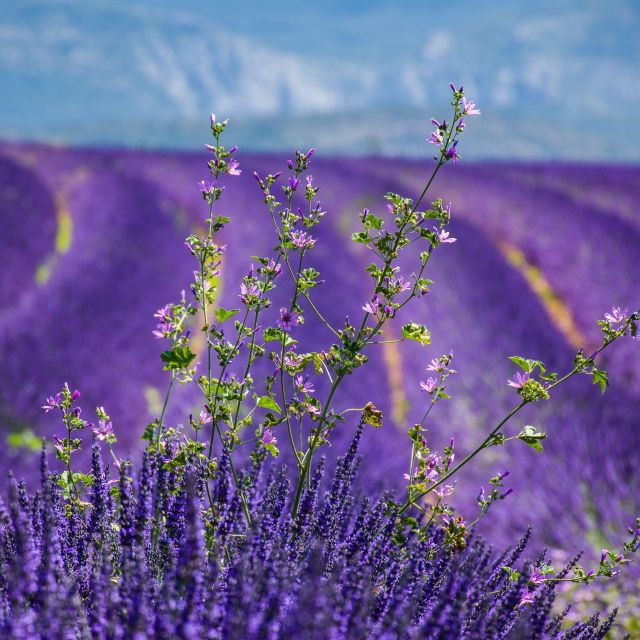 wild-alps-verdon-canyon-moustiers-village-lavender-fields