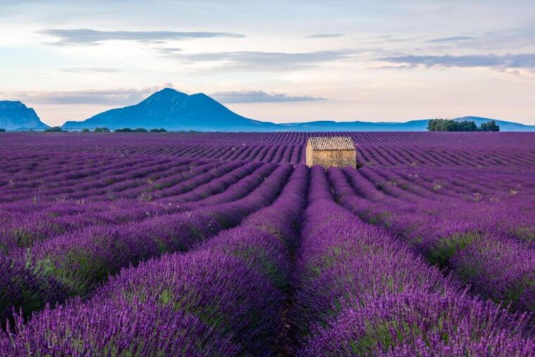 wild-alps-verdon-canyon-moustiers-village-lavender-fields