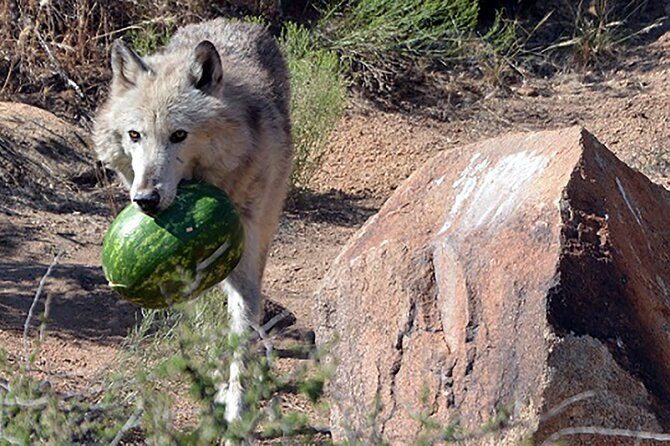 wild-animal-nature-park-scenic-route-66-tour-thru-crozier-canyon