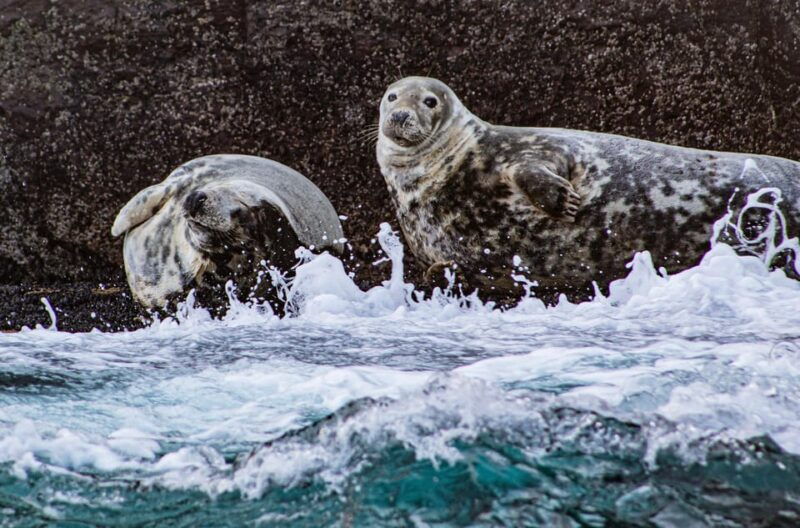 wild-atlantic-way-wildlife-eco-cruise