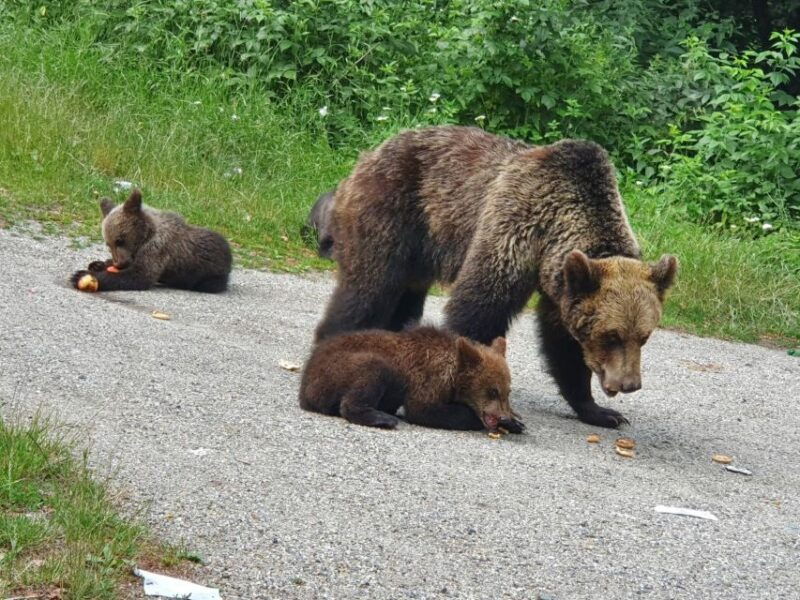 wild-bears-and-dracula-private-day-tour