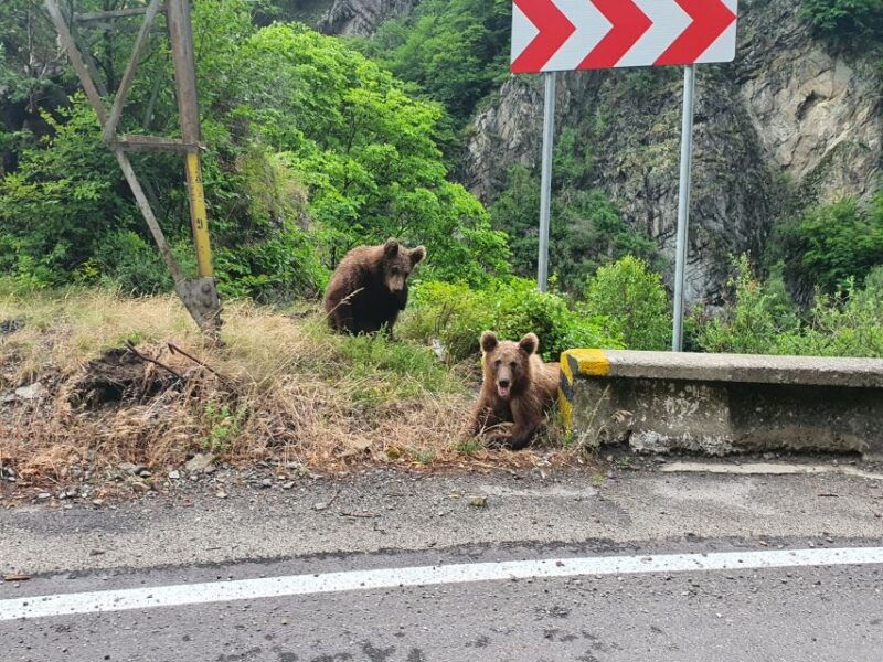 wild-bears-and-dracula-private-day-tour