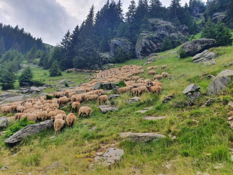 wild-bears-and-dracula-private-day-tour