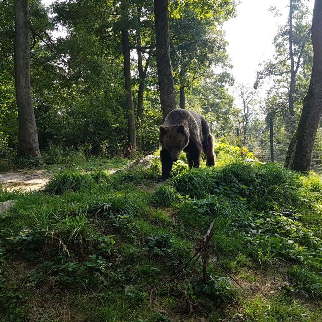 wild-bears-and-dracula-private-day-tour