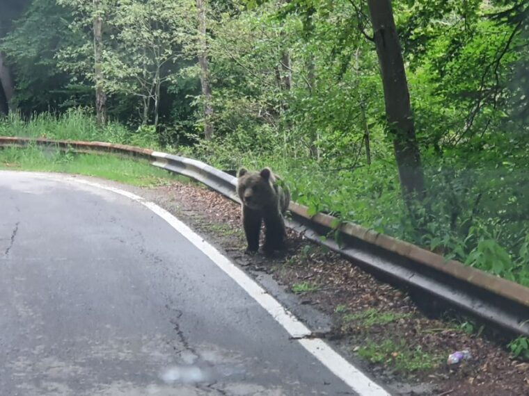 wild-bears-and-dracula-private-day-tour