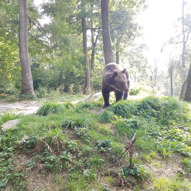 wild-bears-and-dracula-private-day-tour