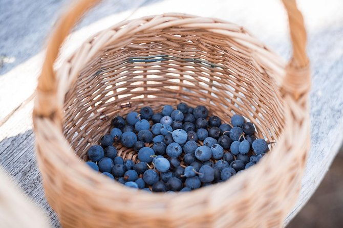 wild-berries-and-mushroom-picking-tour