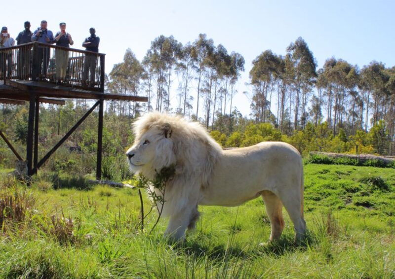 wild-cat-experience-1-hour-tour